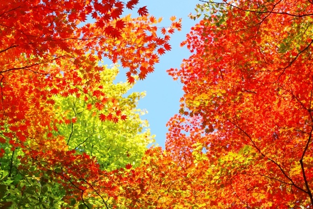 体験する秋 紅葉とプラスaが楽しめるスポット 関東編 Light Up ライトアップ