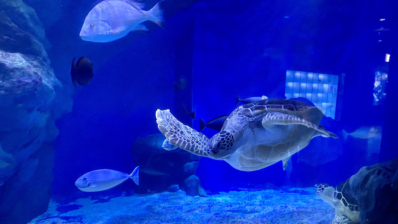 男性お勧め♡女性に人気の水族館コン♡のメインイメージ